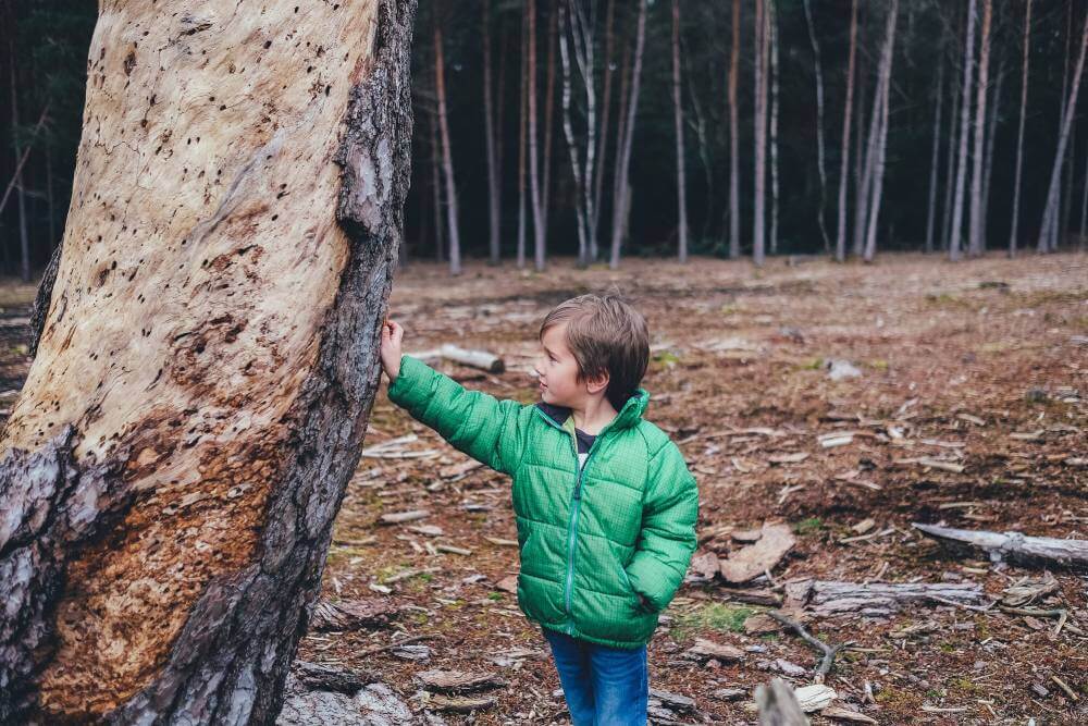 little boy touching tree