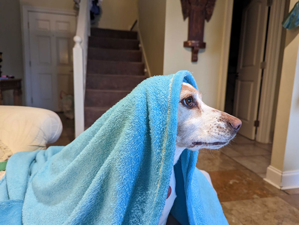 Dog in Towel | A Real Guru of Kindness | Happiness 2.0