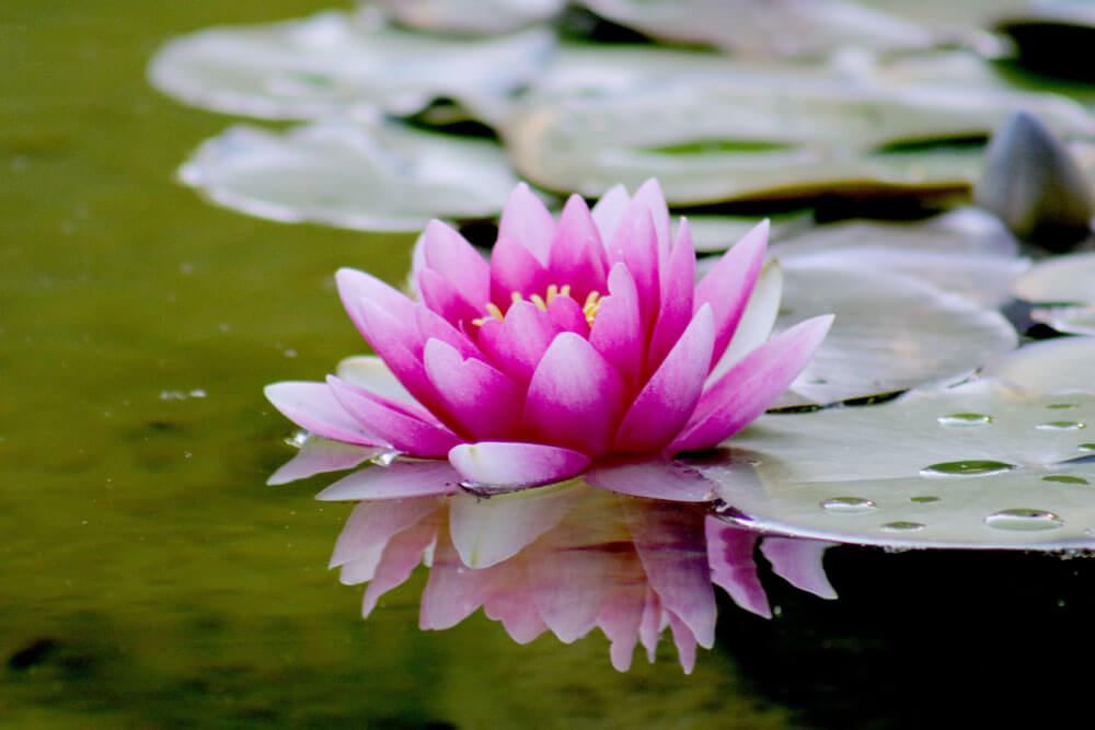 Lotus Flower - Nurturing a Healthy Mind | Happiness 2.0