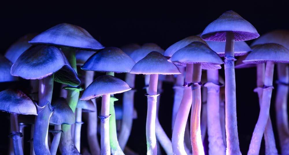Mushrooms representing Growth Mindset | Happiness 2.0