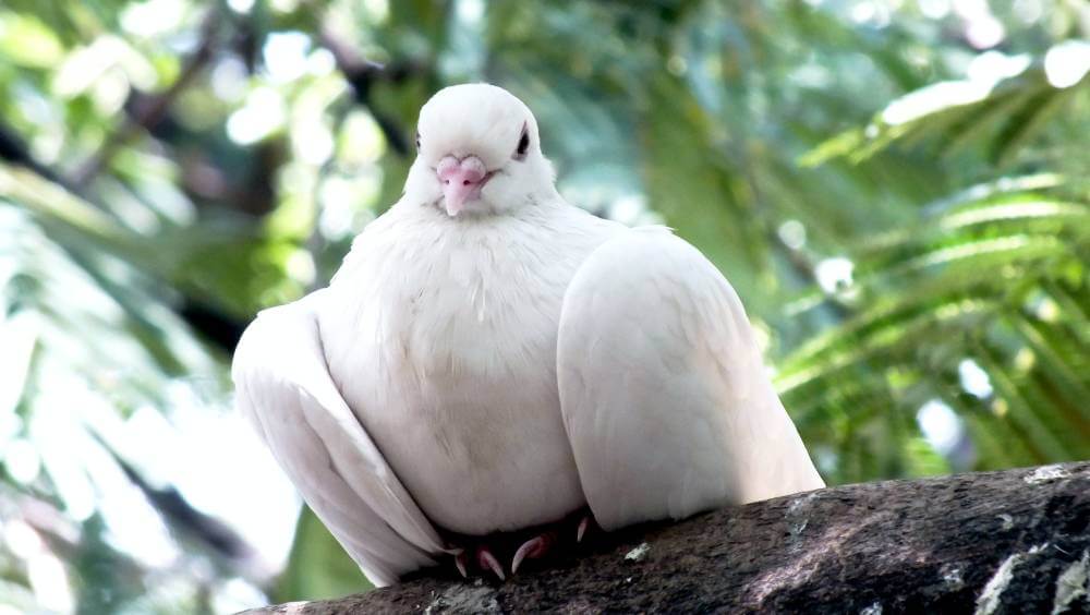 white dove sign of peace